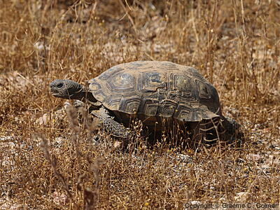 Desert Tortoise Research Natural Area - Mojave Desert Tortoise