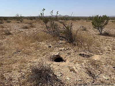 Desert Tortoise Research Natural Area - Tortoise Burrow