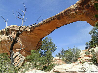 Natural Bridges National Monument - Owachomo Bridge
