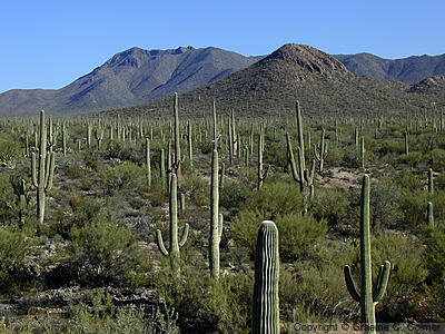 Saguaro National Park