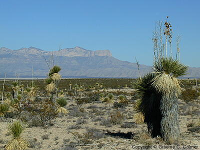 Guadalupe Mountains National Park - Landscape