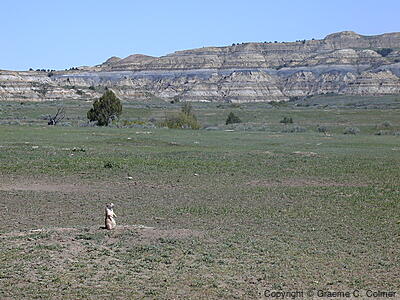 Theodore Roosevelt National Park - Prairie Dog and Landscape