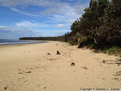 Bundjalung National Park