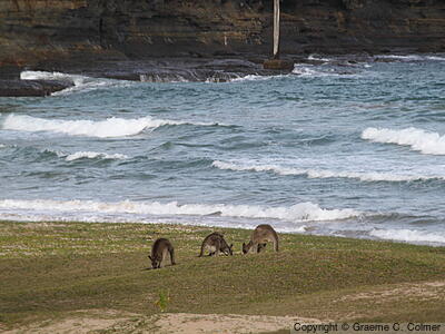 Murramarang National Park - Kangaroos on Pebbly Beach